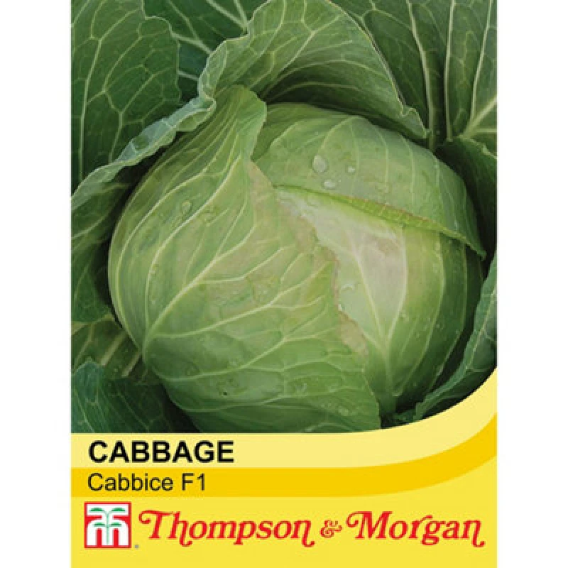 Image of Thompson & Morgan Cabbage Cabbice F1 1 Seed Packet (30 Seeds)