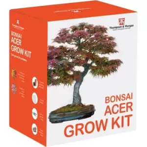 Image of Thompson & Morgan Bonsai Acer Growing Kit x 1