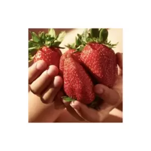Image of Giant Strawberry 'Colossus' x 6 plug plants