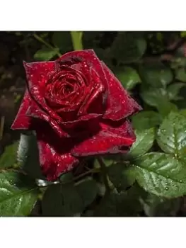 Image of Rose Black Baccara 3L Potted