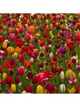 Image of Dwarf Tulips X 50 Bulbs Mixed