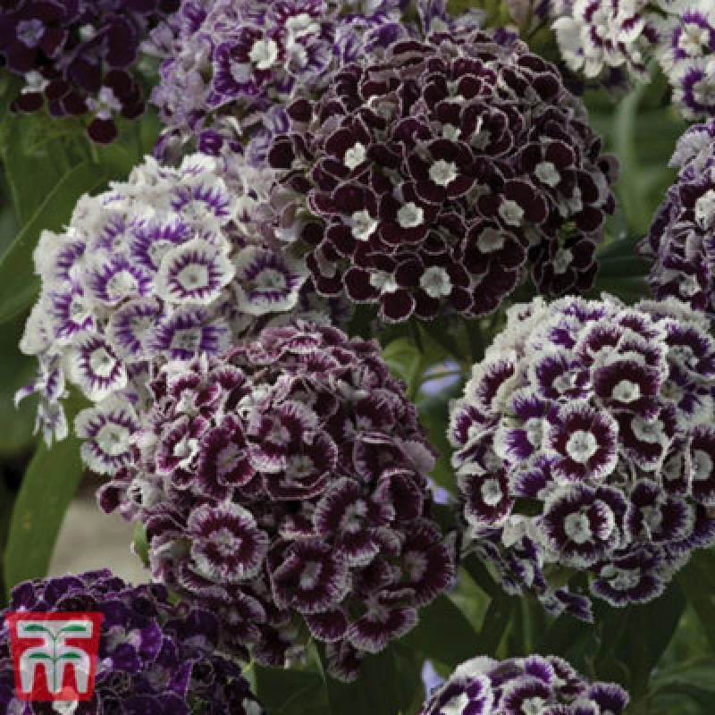Image of Thompson & Morgan Dianthus Barbatus Hollandia Purple Crown 1 Seed Packet (150 Seeds)