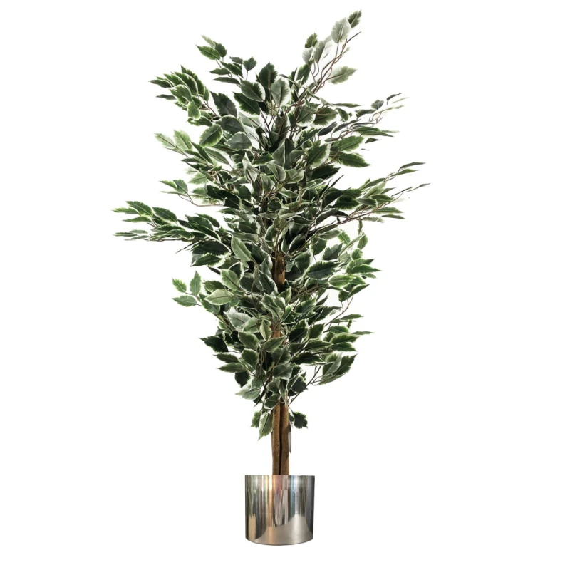 Image of N/A 130cm Variegated White/Green Bushy Ficus Tree Silver Metal Planter