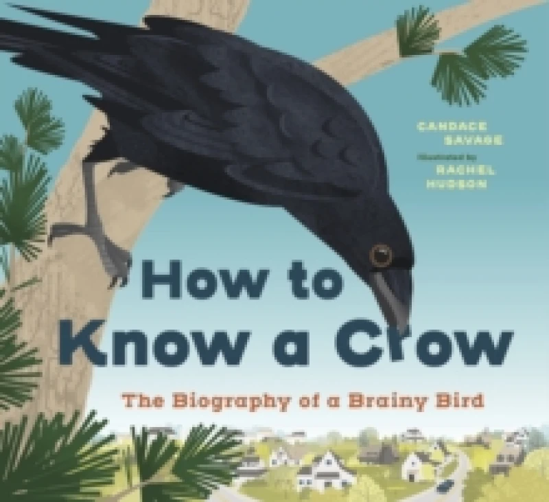 Image of How to Know a Crow : The Biography of a Brainy Bird Paperback / softback