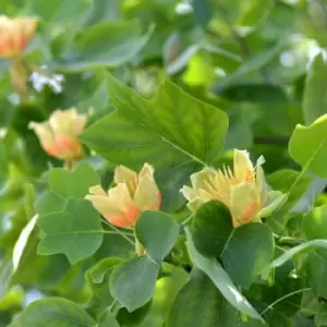 Image of Thompson & Morgan Liriodendron (Tulip Tree) tulipifera 9cm Pot x 2