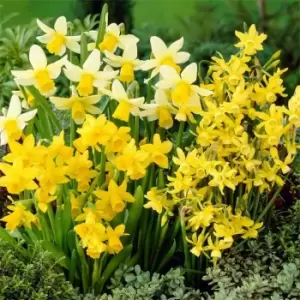 Image of YouGarden Narcissus Miniature Mixed 35 bulbs size 8/10 - Brown