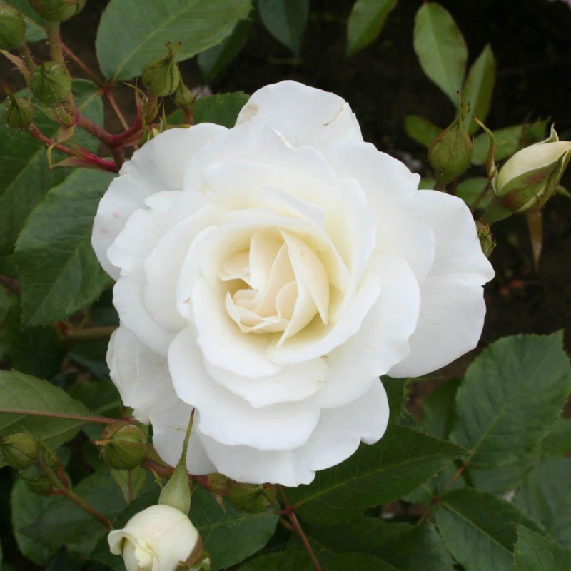 Image of YouGarden Rose Iceberg (4L Pot) Roses 4l White 39301501000