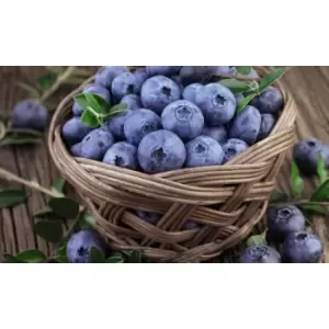 Image of Thompson & Morgan Thompson and Morgan Blueberry Bluecrop 2 litre x 1
