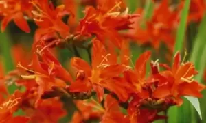 Image of Crocosmia Spitfire: 10 Bulbs