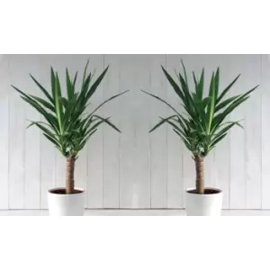 Image of Thompson & Morgan Thompson and Morgan Yucca elephantipes (House Plant) 17cm x 1