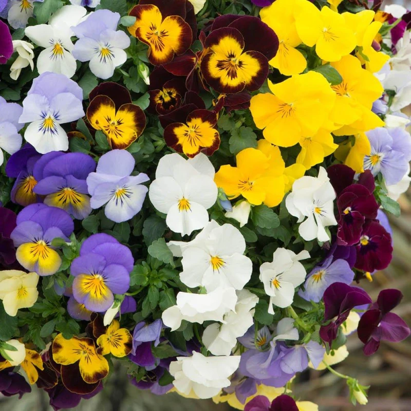 Image of YouGarden Pansy Cool Wave (20 Garden Ready Plants) Garden Flowers and Plants 20 Plants Multi 42522499000