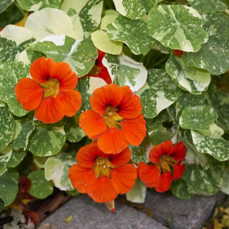 Image of Thompson & Morgan Nasturtium Orange Troika 1 Seed Packet (30 Seeds)